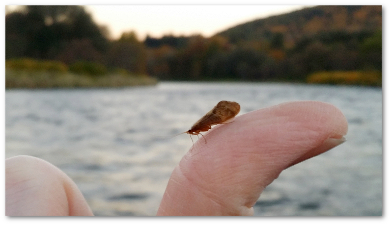 caddisfly