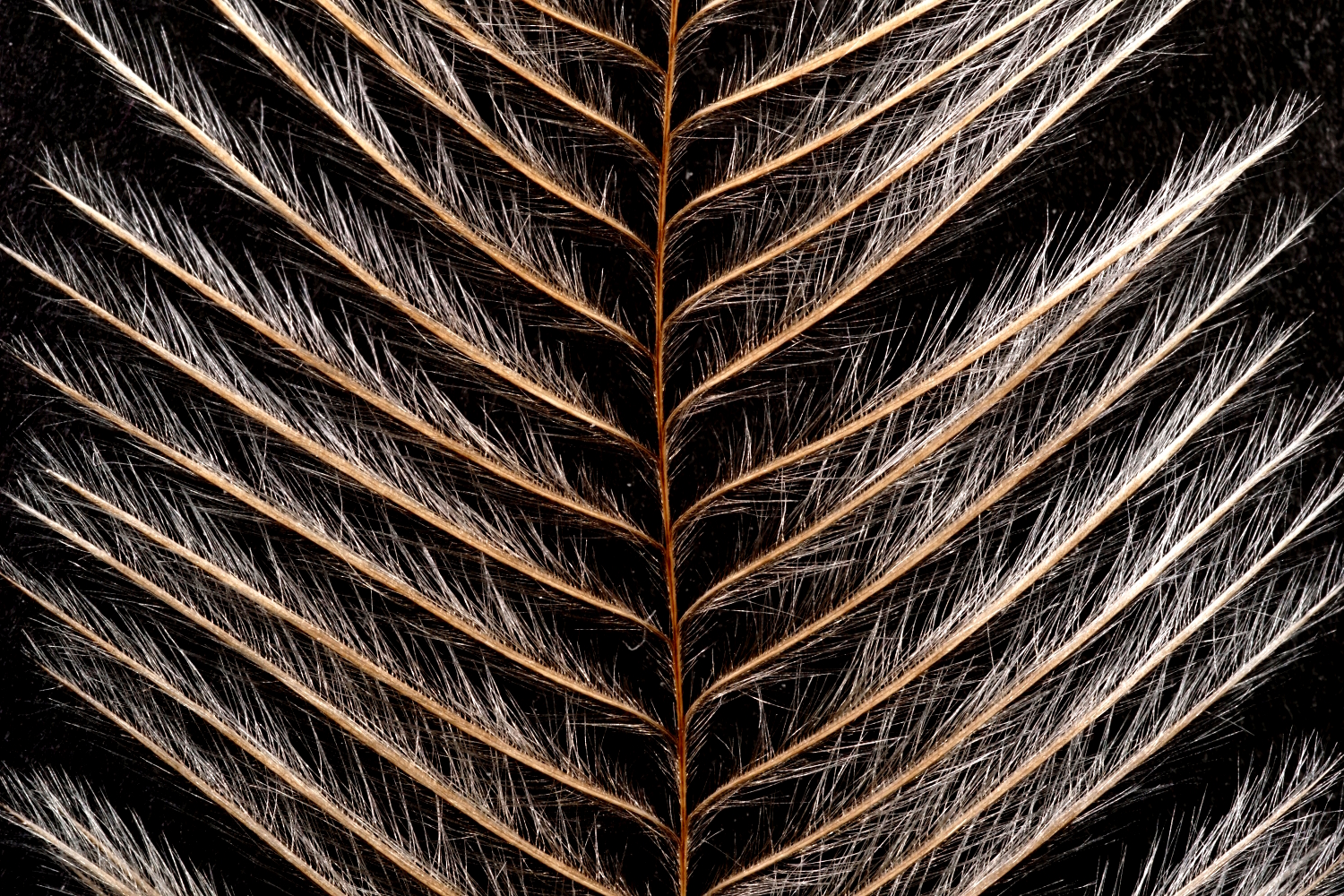 Emu feathers used in fly tying