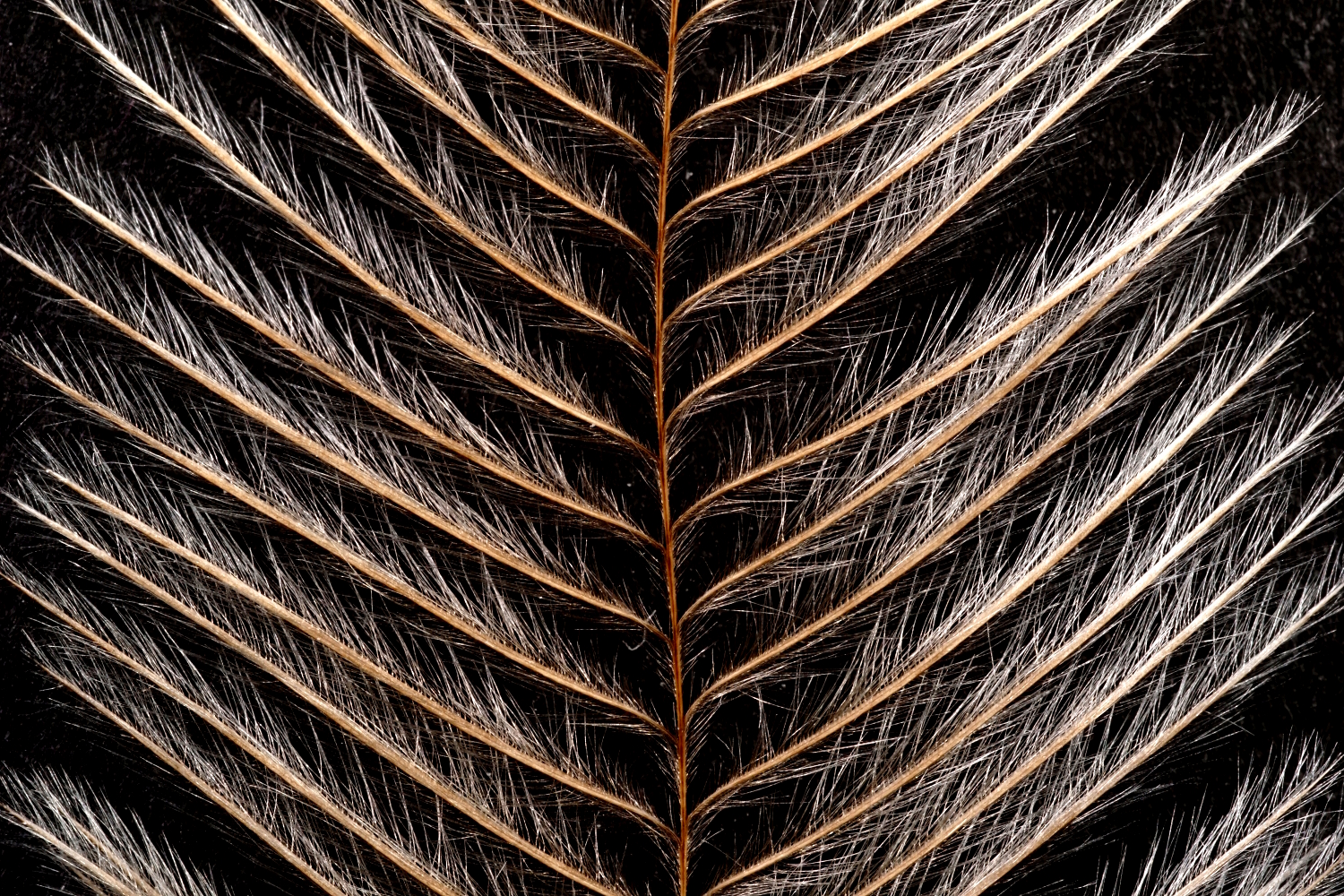 emu feather macro